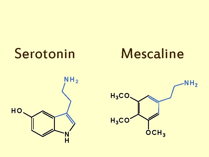 Serotonin Mescaline NH 2 H 3 CO HO H 3 CO N H OCH