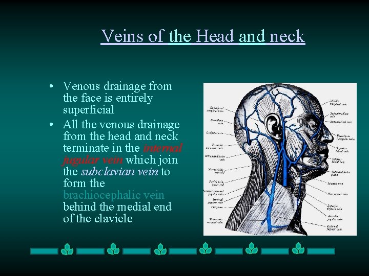 Veins of the Head and neck • Venous drainage from the face is entirely