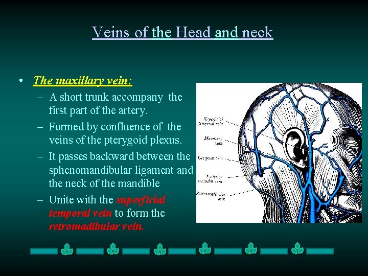 Veins of the Head and neck • The maxillary vein: – A short trunk