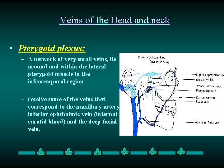 Veins of the Head and neck • Pterygoid plexus: – A network of very