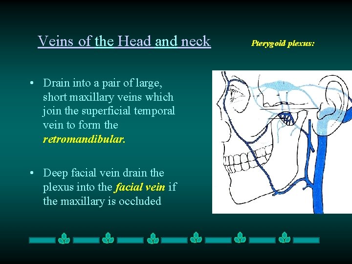 Veins of the Head and neck • Drain into a pair of large, short