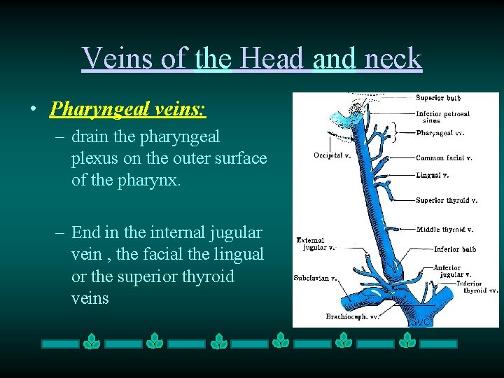 Veins of the Head and neck • Pharyngeal veins: – drain the pharyngeal plexus