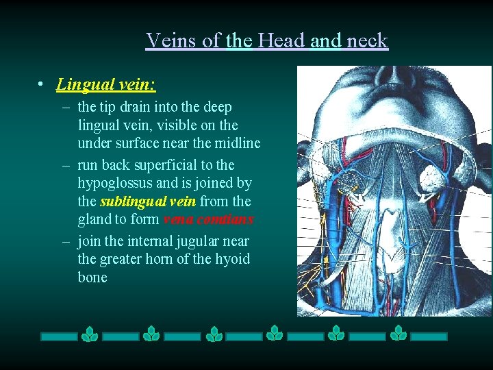 Veins of the Head and neck • Lingual vein: – the tip drain into