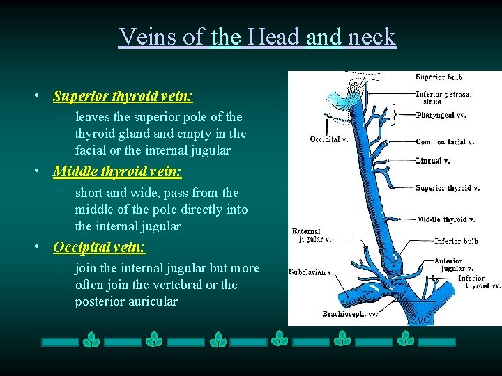 Veins of the Head and neck • Superior thyroid vein: – leaves the superior