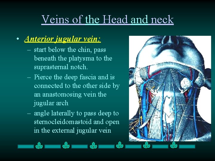 Veins of the Head and neck • Anterior jugular vein: – start below the