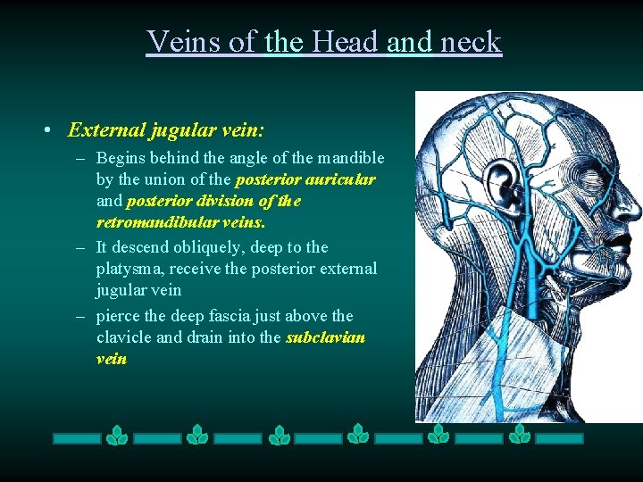 Veins of the Head and neck • External jugular vein: – Begins behind the