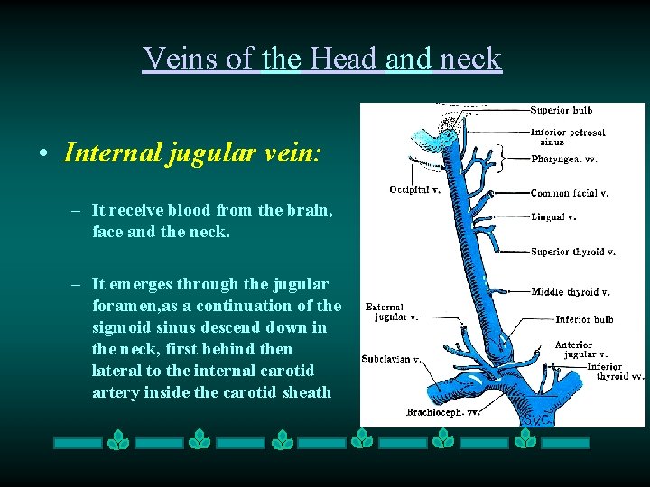 Veins of the Head and neck • Internal jugular vein: – It receive blood