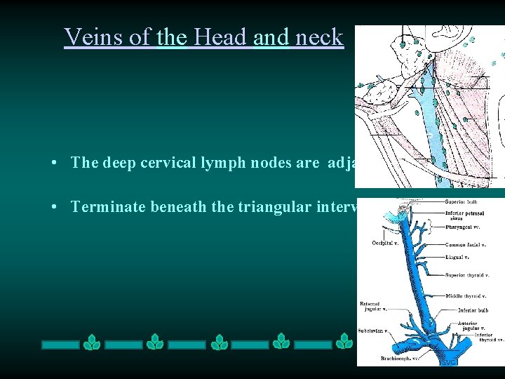 Veins of the Head and neck • The deep cervical lymph nodes are adjacent