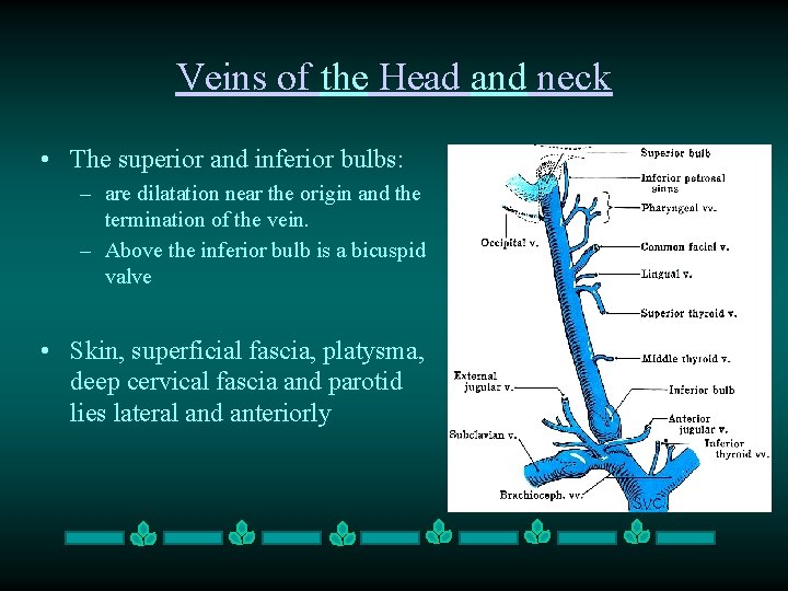 Veins of the Head and neck • The superior and inferior bulbs: – are