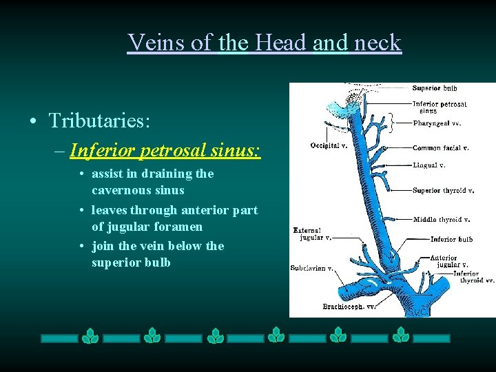Veins of the Head and neck • Tributaries: – Inferior petrosal sinus: • assist