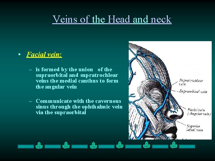Veins of the Head and neck • Facial vein: – is formed by the