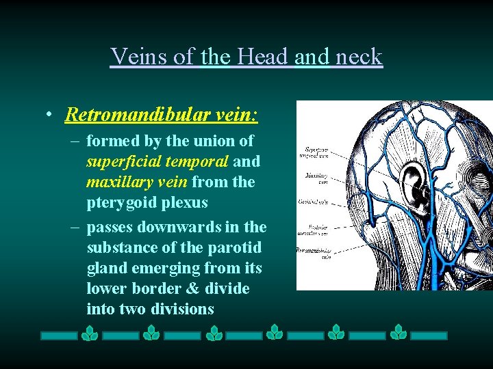 Veins of the Head and neck • Retromandibular vein: – formed by the union