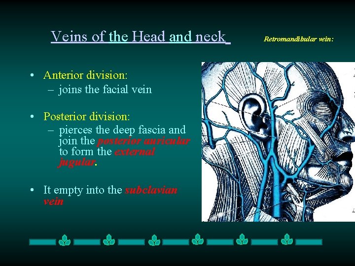 Veins of the Head and neck • Anterior division: – joins the facial vein