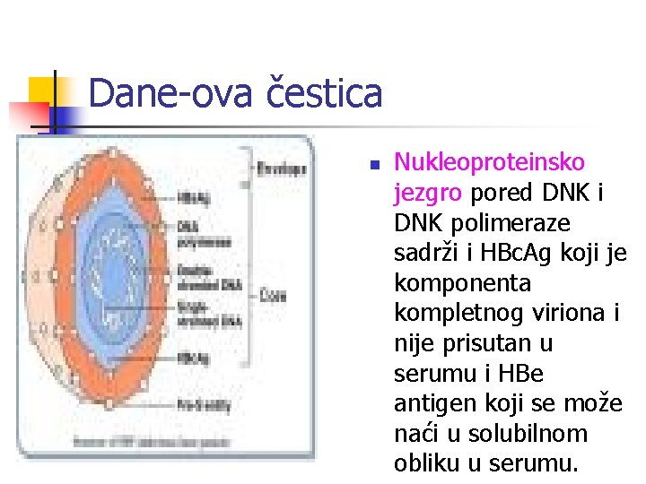 Dane-ova čestica n Nukleoproteinsko jezgro pored DNK i DNK polimeraze sadrži i HBc. Ag