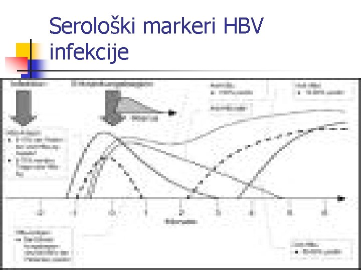 Serološki markeri HBV infekcije 