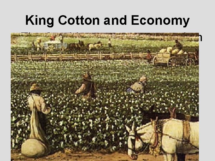 King Cotton and Economy • The South’s economy centered on agriculture. • Tobacco was