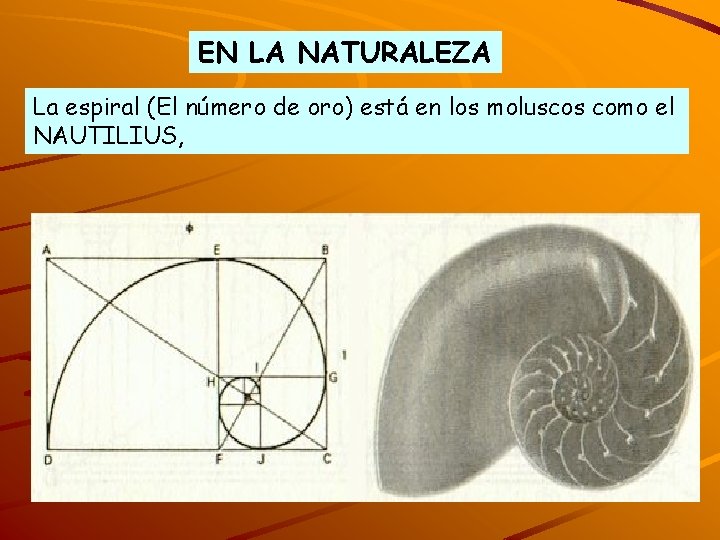 EN LA NATURALEZA La espiral (El número de oro) está en los moluscos como