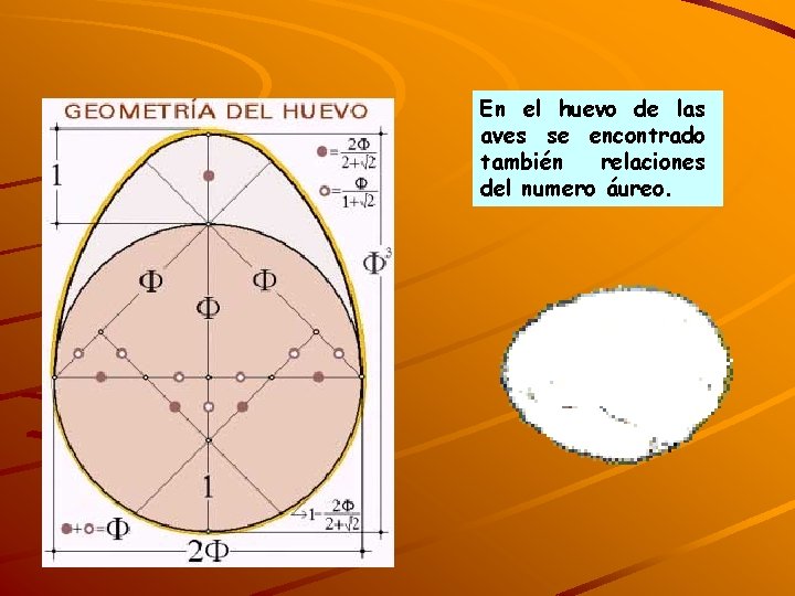 En el huevo de las aves se encontrado también relaciones del numero áureo. 