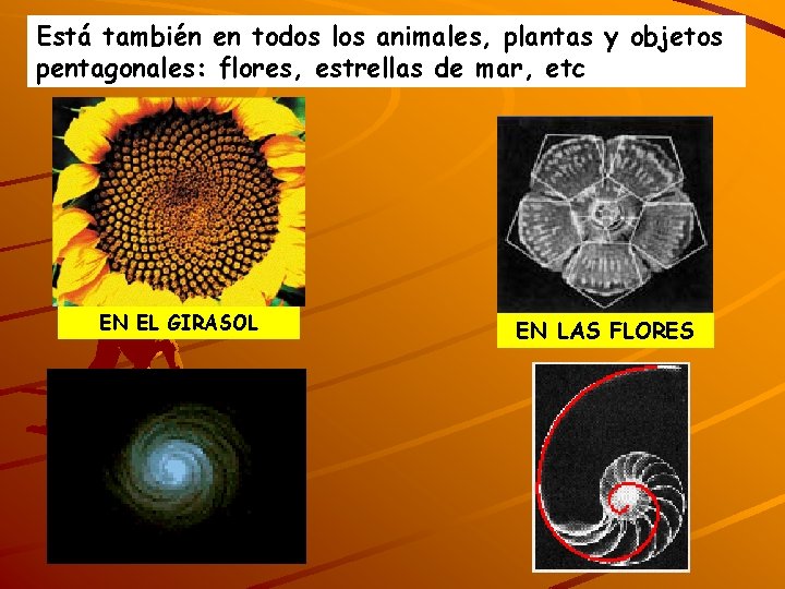 Está también en todos los animales, plantas y objetos pentagonales: flores, estrellas de mar,