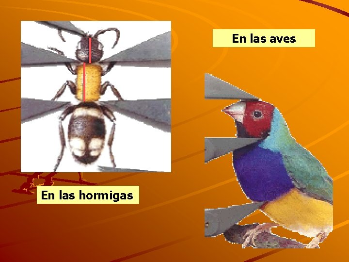 En las aves En las hormigas 