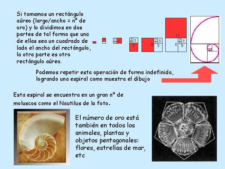 Si tomamos un rectángulo aúreo (largo/ancho = nº de oro) y lo dividimos en