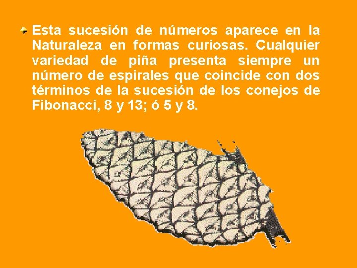 Esta sucesión de números aparece en la Naturaleza en formas curiosas. Cualquier variedad de