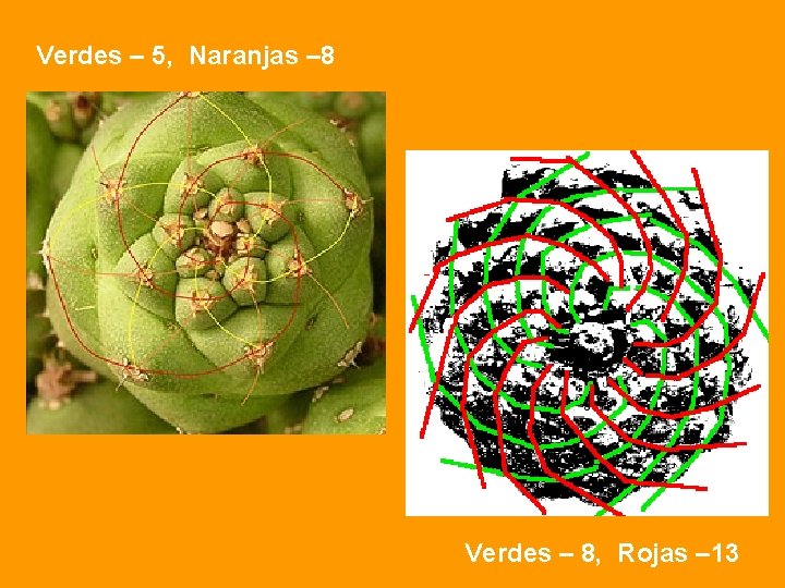 Verdes – 5, Naranjas – 8 Verdes – 8, Rojas – 13 
