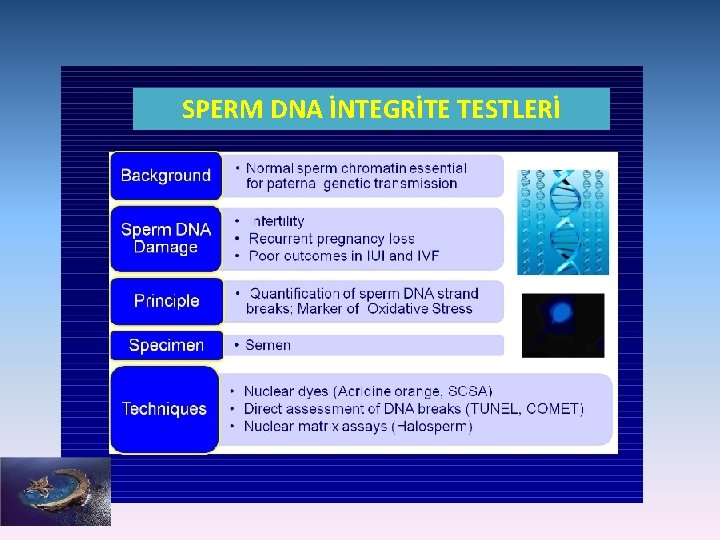 SPERM DNA İNTEGRİTE TESTLERİ 