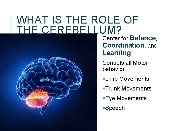 WHAT IS THE ROLE OF THE CEREBELLUM? Center for Balance, Coordination, and Learning Controls WHAT IS THE ROLE OF THE CEREBELLUM? Center for Balance, Coordination, and Learning Controls