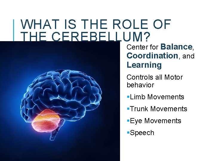 WHAT IS THE ROLE OF THE CEREBELLUM? Center for Balance, Coordination, and Learning Controls