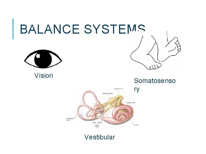 BALANCE SYSTEMS Vision Somatosenso ry Vestibular BALANCE SYSTEMS Vision Somatosenso ry Vestibular