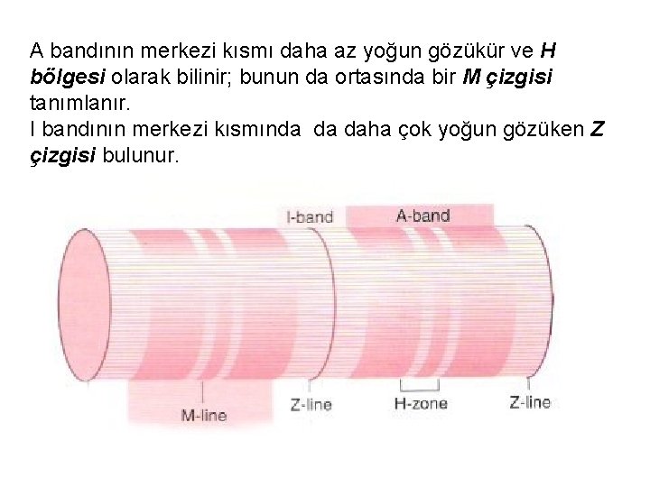 A bandının merkezi kısmı daha az yoğun gözükür ve H bölgesi olarak bilinir; bunun