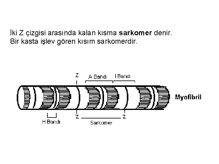 İki Z çizgisi arasında kalan kısma sarkomer denir. Bir kasta işlev gören kısım sarkomerdir.