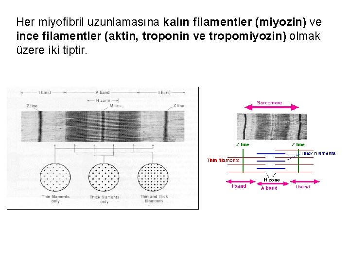 Her miyofibril uzunlamasına kalın filamentler (miyozin) ve ince filamentler (aktin, troponin ve tropomiyozin) olmak