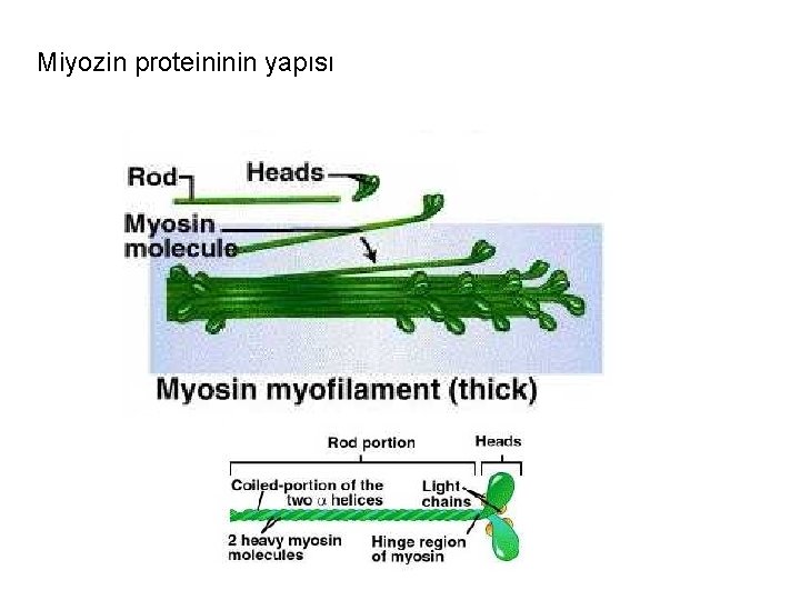 Miyozin proteininin yapısı 