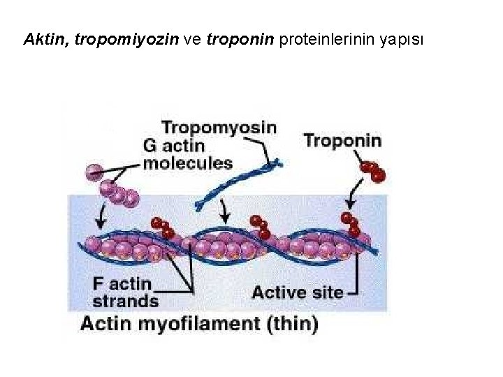 Aktin, tropomiyozin ve troponin proteinlerinin yapısı 