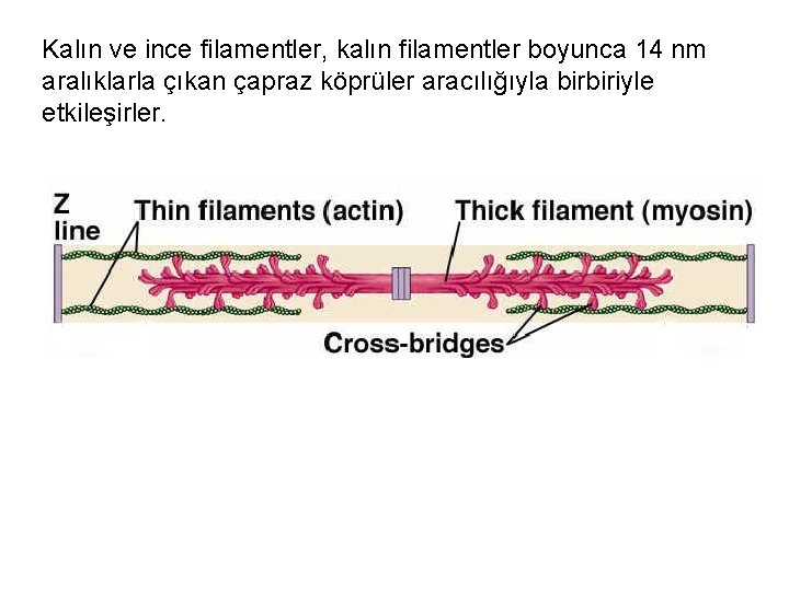 Kalın ve ince filamentler, kalın filamentler boyunca 14 nm aralıklarla çıkan çapraz köprüler aracılığıyla
