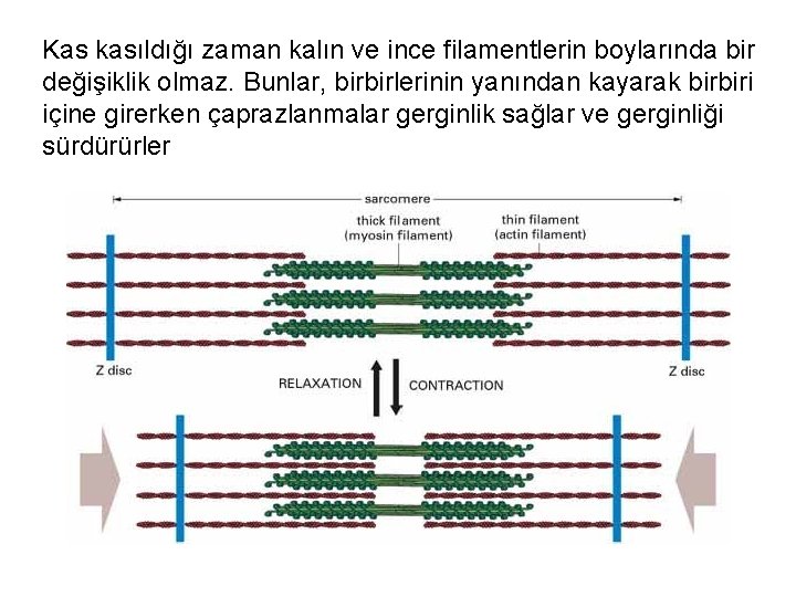 Kas kasıldığı zaman kalın ve ince filamentlerin boylarında bir değişiklik olmaz. Bunlar, birbirlerinin yanından