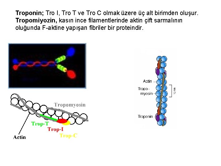 Troponin; Tro I, Tro T ve Tro C olmak üzere üç alt birimden oluşur.
