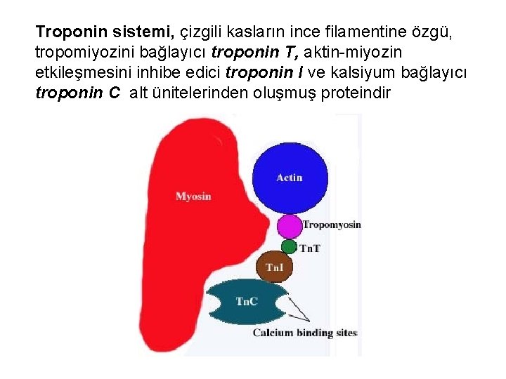 Troponin sistemi, çizgili kasların ince filamentine özgü, tropomiyozini bağlayıcı troponin T, aktin-miyozin etkileşmesini inhibe