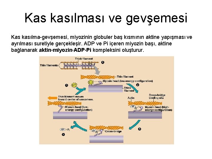 Kas kasılması ve gevşemesi Kas kasılma-gevşemesi, miyozinin globuler baş kısmının aktine yapışması ve ayrılması