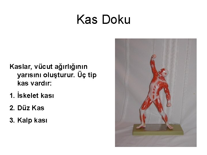 Kas Doku Kaslar, vücut ağırlığının yarısını oluşturur. Üç tip kas vardır: 1. İskelet kası