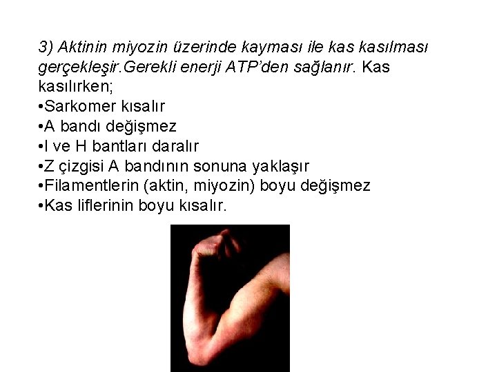 3) Aktinin miyozin üzerinde kayması ile kasılması gerçekleşir. Gerekli enerji ATP’den sağlanır. Kas kasılırken;