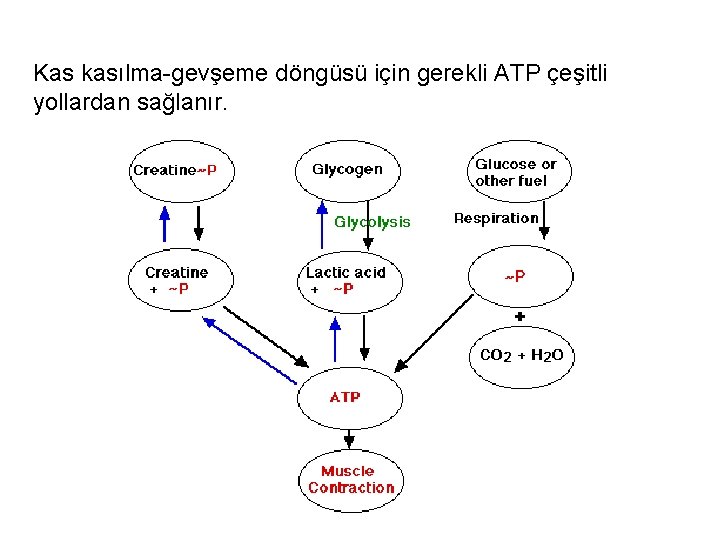 Kas kasılma-gevşeme döngüsü için gerekli ATP çeşitli yollardan sağlanır. 