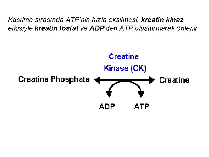 Kasılma sırasında ATP’nin hızla eksilmesi, kreatin kinaz etkisiyle kreatin fosfat ve ADP’den ATP oluşturularak