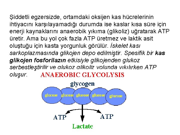 Şiddetli egzersizde, ortamdaki oksijen kas hücrelerinin ihtiyacını karşılayamadığı durumda ise kaslar kısa süre için