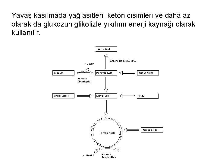 Yavaş kasılmada yağ asitleri, keton cisimleri ve daha az olarak da glukozun glikolizle yıkılımı