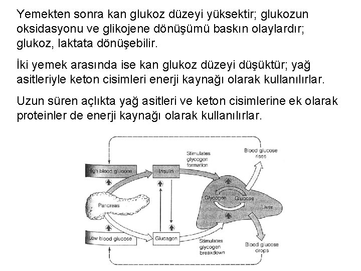 Yemekten sonra kan glukoz düzeyi yüksektir; glukozun oksidasyonu ve glikojene dönüşümü baskın olaylardır; glukoz,