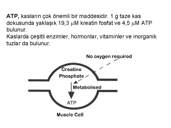 ATP, kasların çok önemli bir maddesidir. 1 g taze kas dokusunda yaklaşık 19, 3