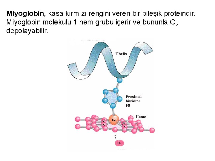 Miyoglobin, kasa kırmızı rengini veren bir bileşik proteindir. Miyoglobin molekülü 1 hem grubu içerir